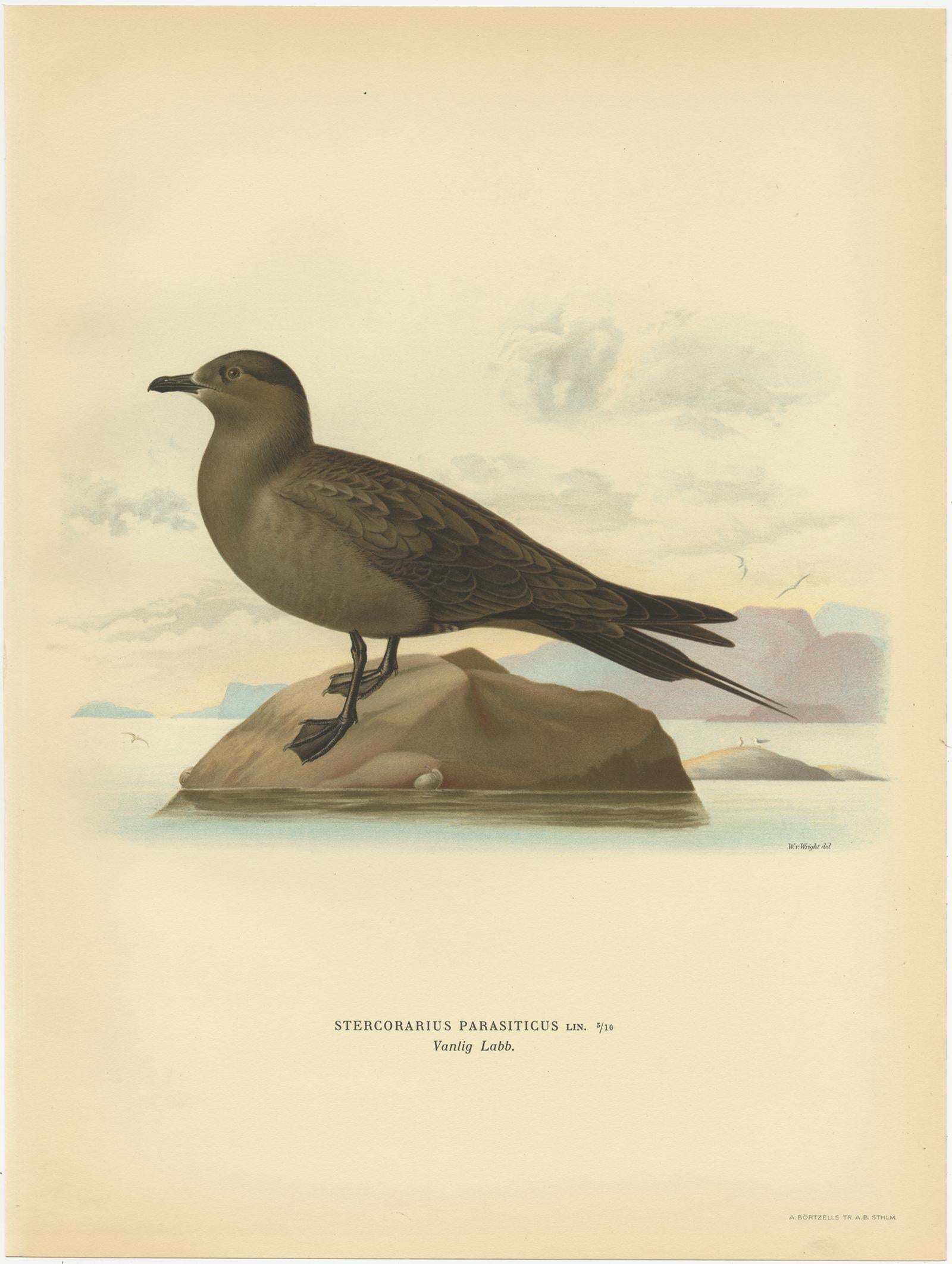 20ième siècle Impression ancienne d'oiseau du jaeger parasitaire par Von Wright, 1929 en vente