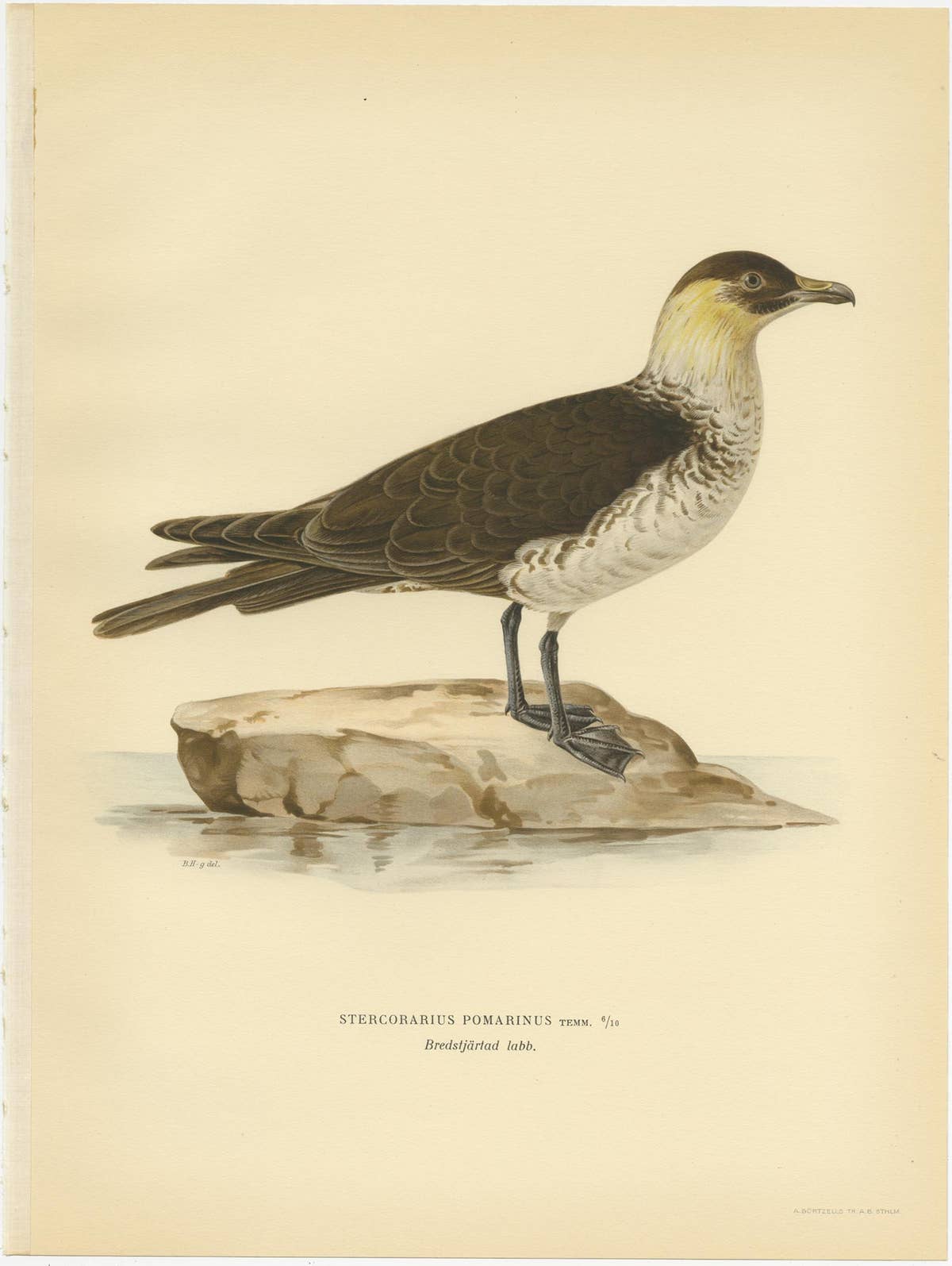 Antique Bird Print of the Pomarine jaeger by Von Wright, 1929