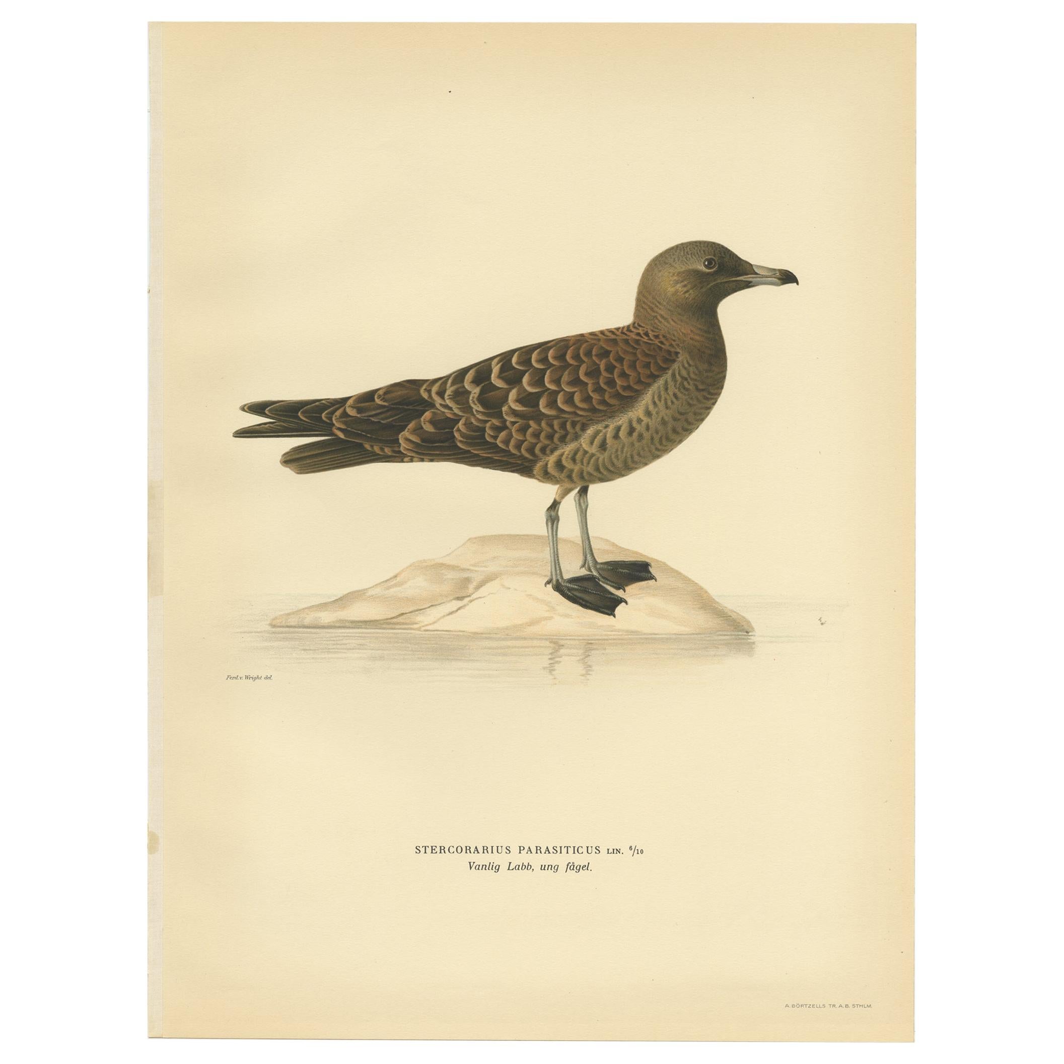 Antique Bird Print of the Parasitic Jaeger by Von Wright, 1929 For Sale