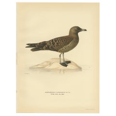 Vintage Bird Print of the Parasitic Jaeger by Von Wright, 1929