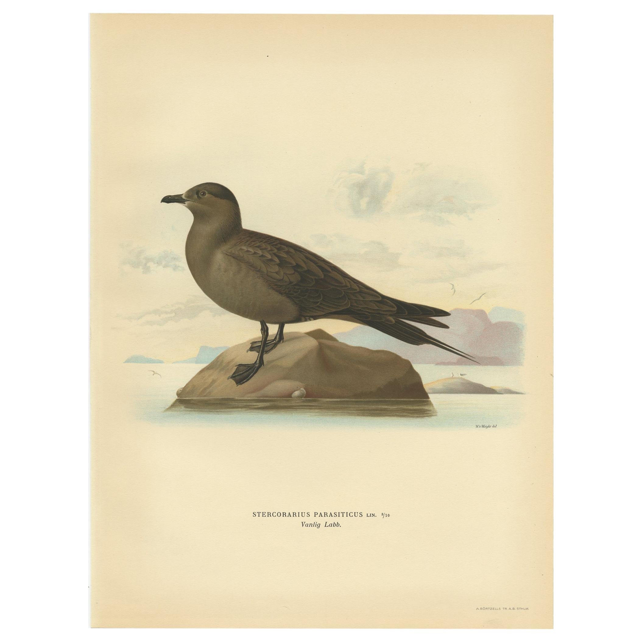 Antique Bird Print of the Parasitic Jaeger by Von Wright, 1929 For Sale
