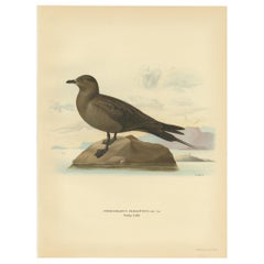 Stampa antica di uccelli dello Jaeger parassita di Von Wright, 1929