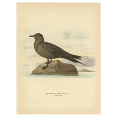 Vintage Bird Print of the Parasitic Jaeger by Von Wright, 1929