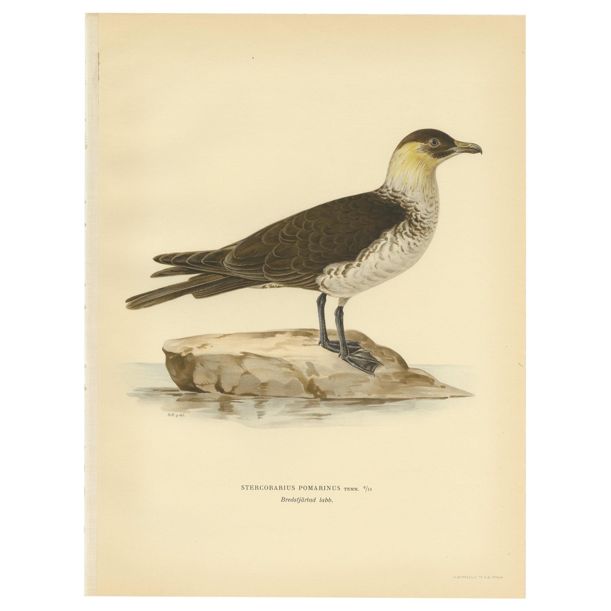 Antique Bird Print of the Pomarine jaeger by Von Wright, 1929 For Sale