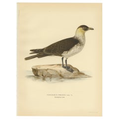 Stampa antica dell'uccello Pomarine jaeger di Von Wright, 1929