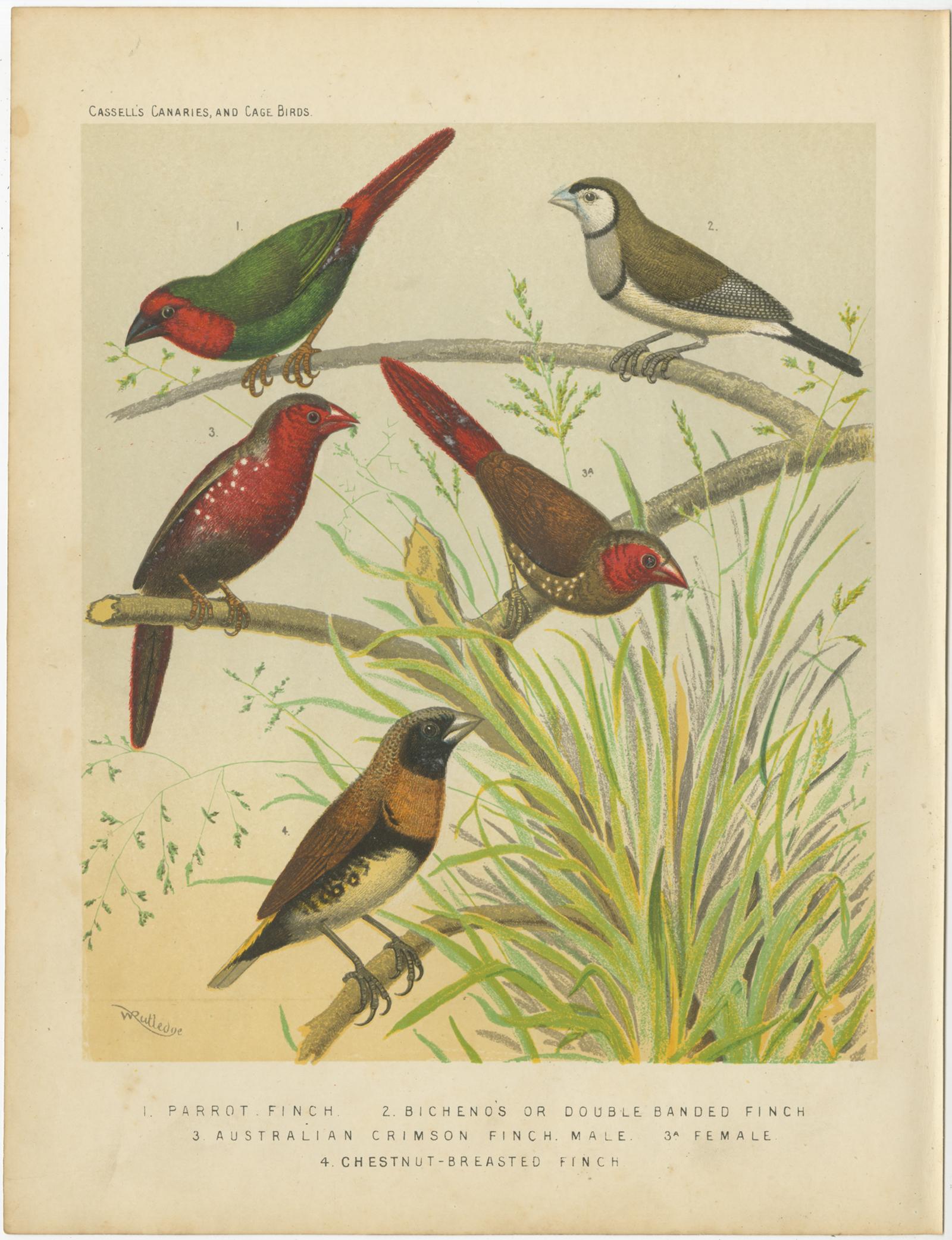 Antique bird print titled '1. Parrot Finch 2. Bichenos or Double Banded Finch 3. Australian Crimson Finch Male 4. Chestnut-Breasted Finch' Old bird print depicting the Parrotfinch, Double Barred Finch, Crimson Finch, Chestnut-Breasted Finch. This