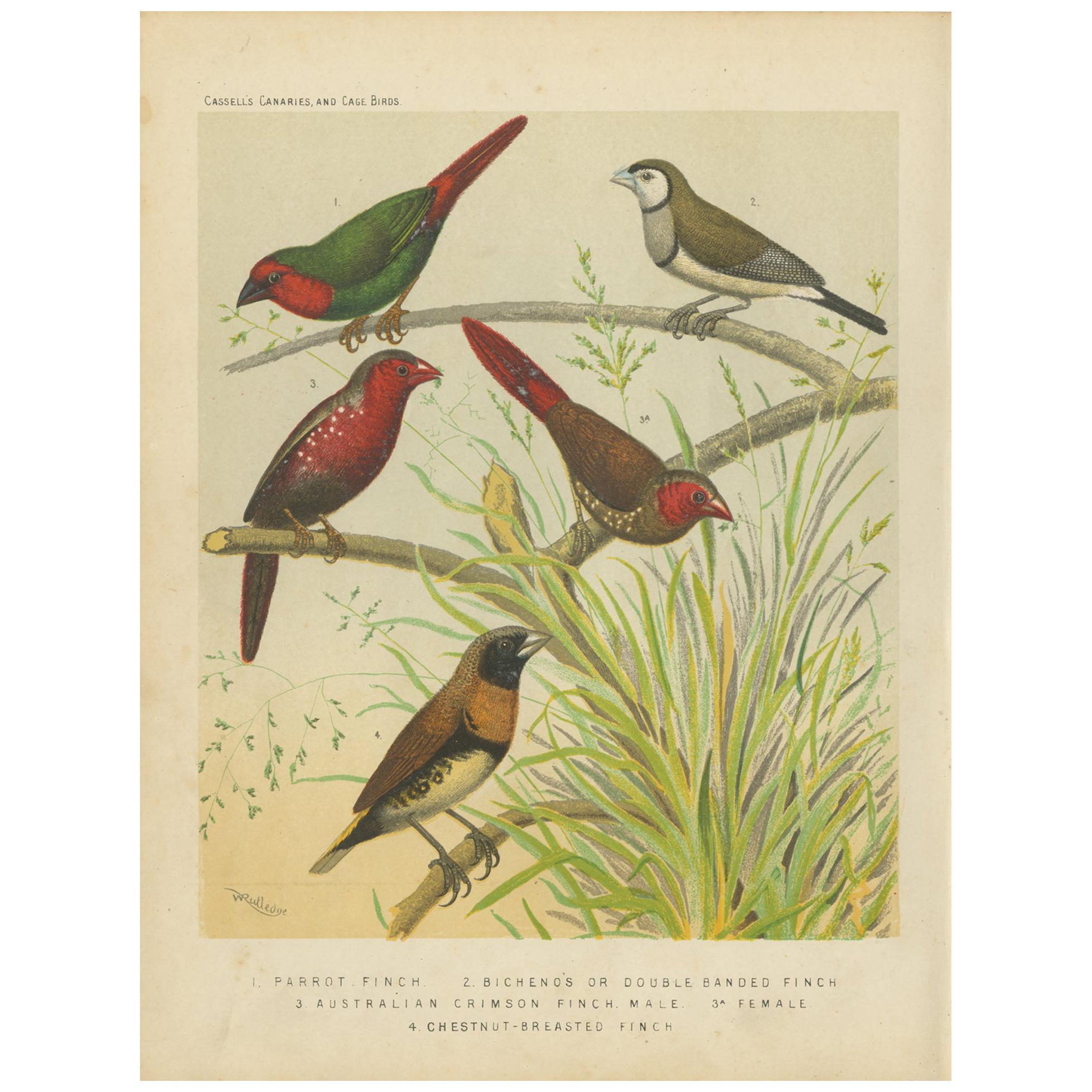 Antique Bird Print of the Parrot Finch, Double Barred Finch and Others