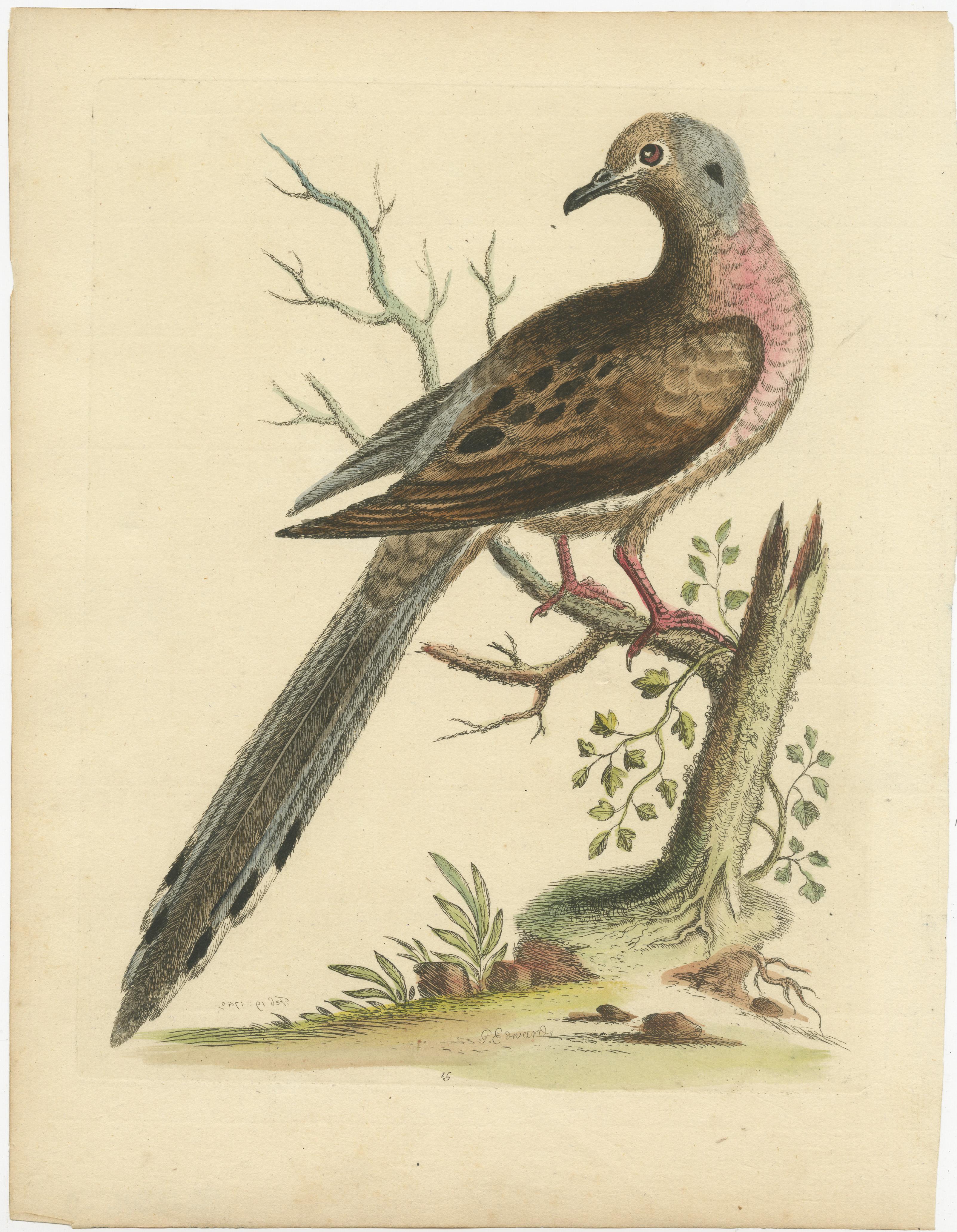 Original antique bird print of, most likely, a passenger pigeon or wild pigeon (Ectopistes migratorius). This print originates from 'Natural History of Uncommon Birds' by George Edwards. Published 1743-51. 

George Edwards FRS (3 April 1694 – 23