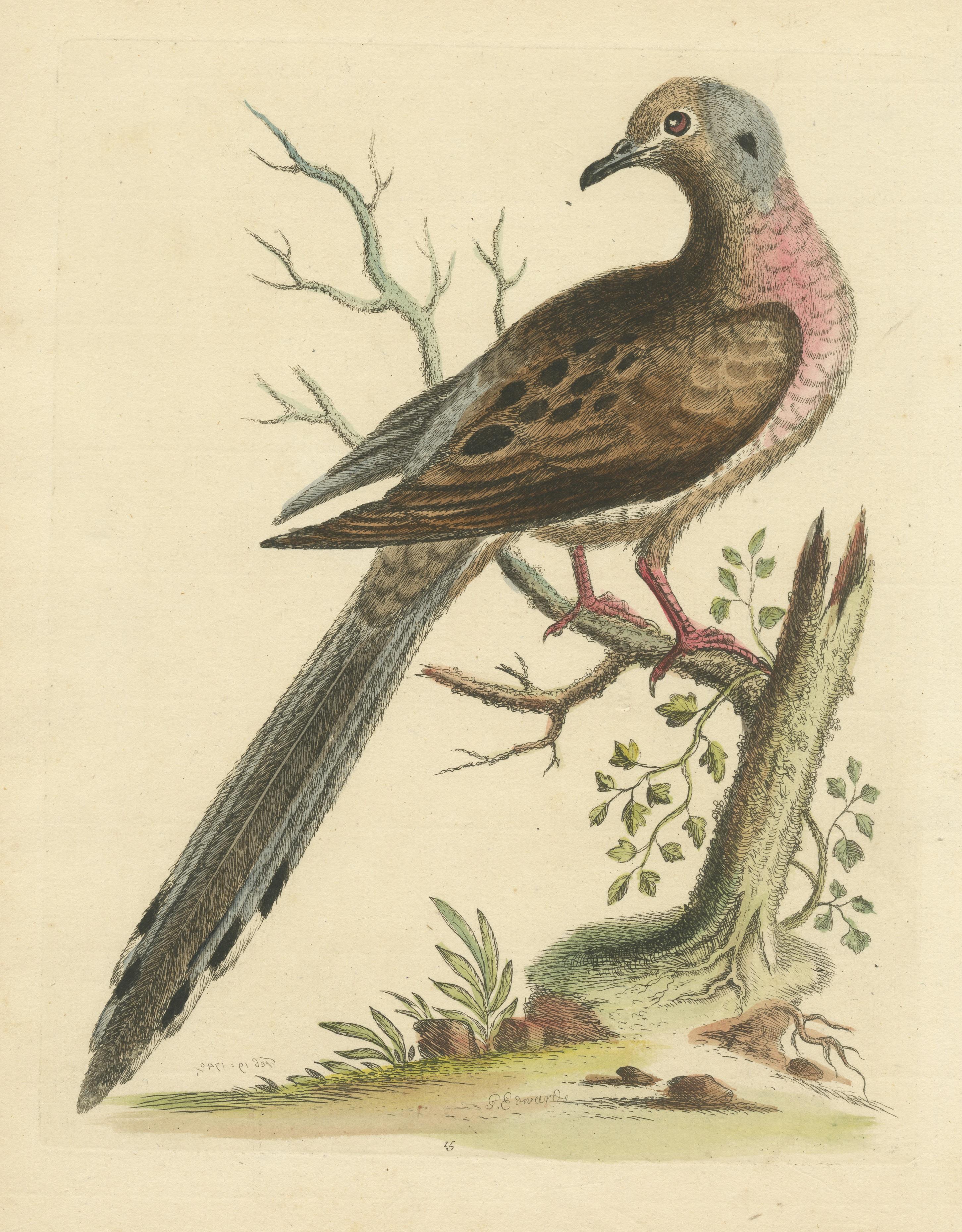 Impression ancienne d'oiseau en forme d'oiseau de passager ou de pigeon sauvage Bon état - En vente à Langweer, NL