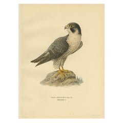 Antique Bird Print of the Peregrine Falcon by Von Wright '1929'