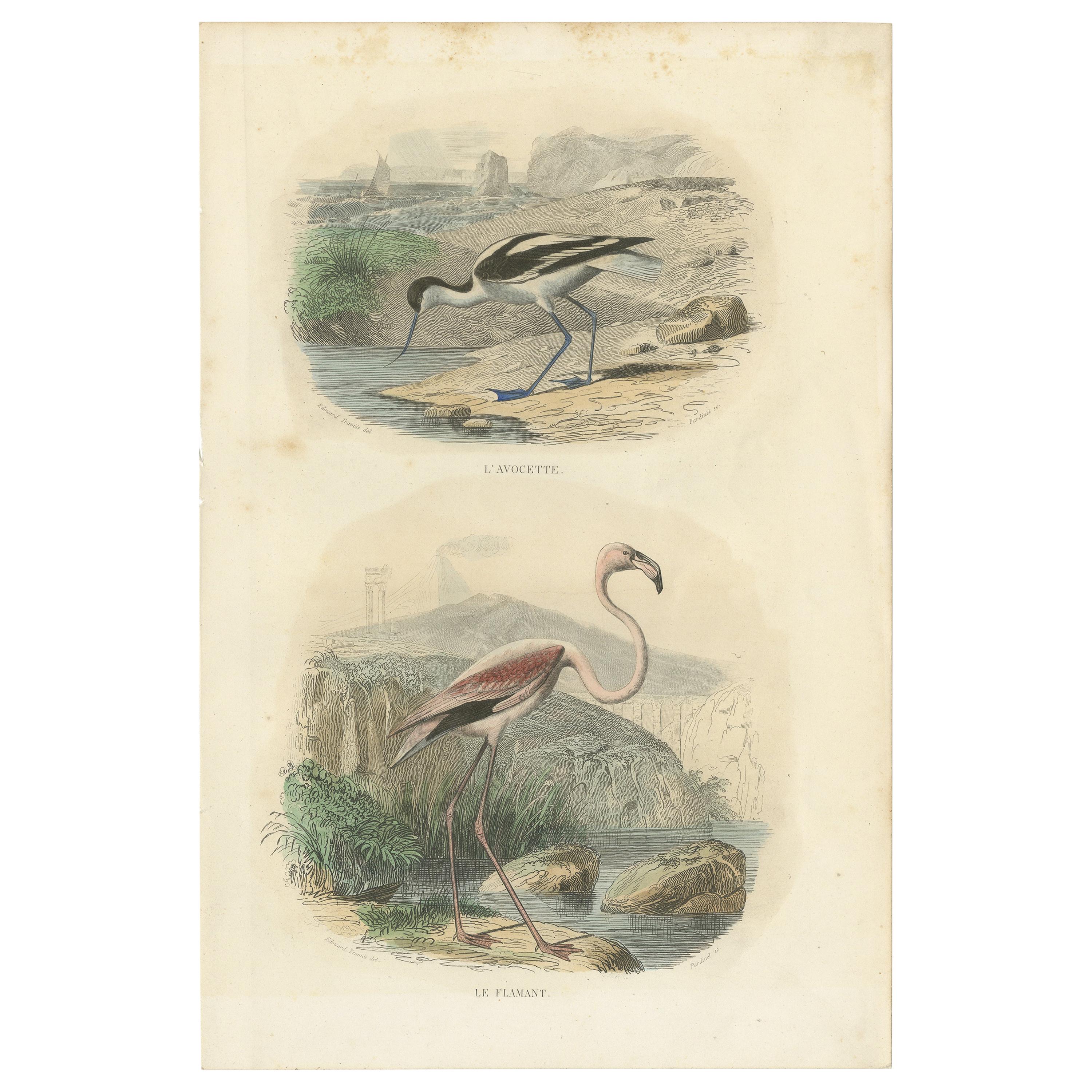 Tirage oiseau ancien de l'avocat à tarte et du grand flamingo par Richard (1837)