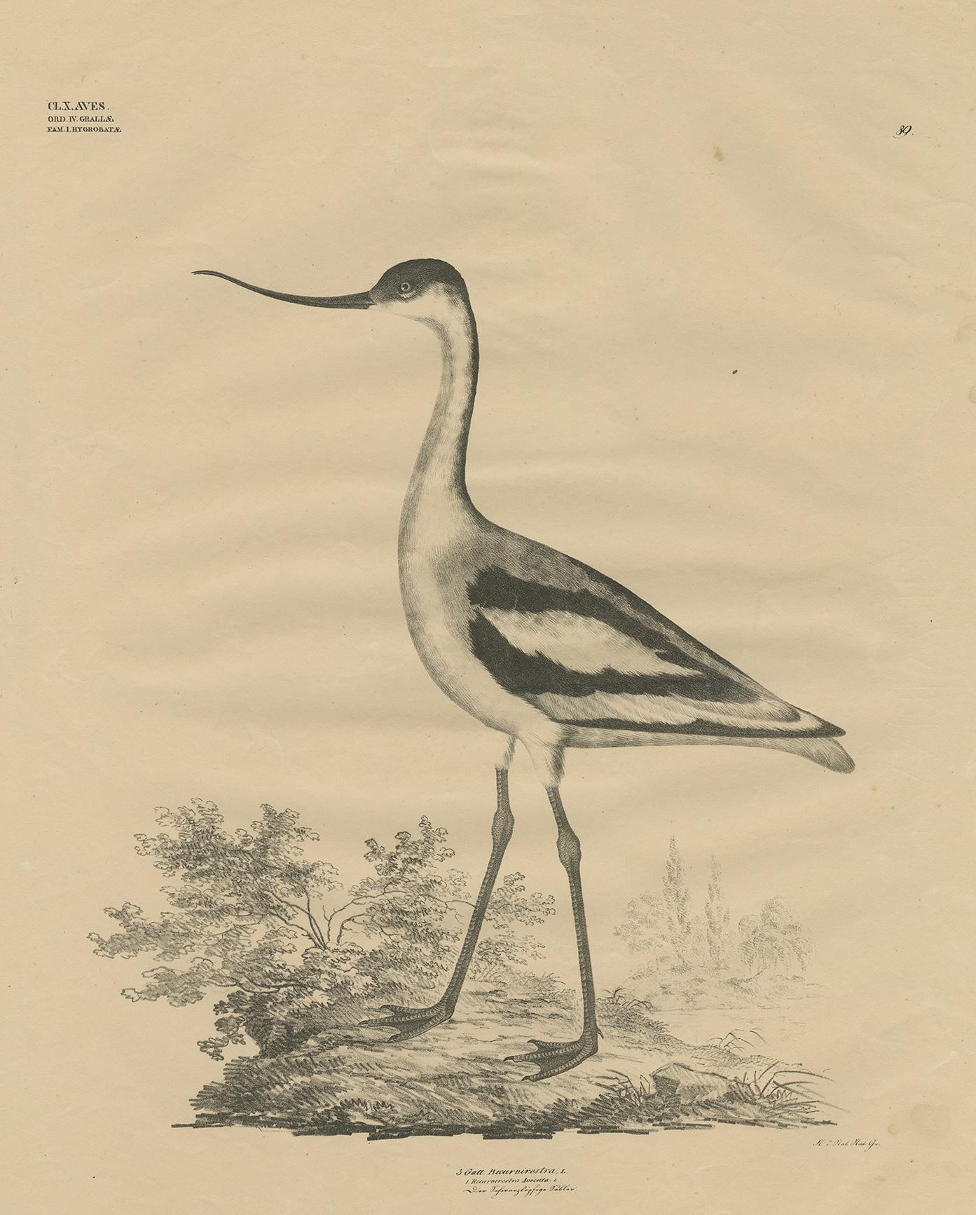 Antique bird print titled 'Gatt Recurvirostra'. Large lithograph of the pied avocet, a large black and white wader in the avocet and stilt family, Recurvirostridae. They breed in temperate Europe and across the Palearctic to Central Asia then on to