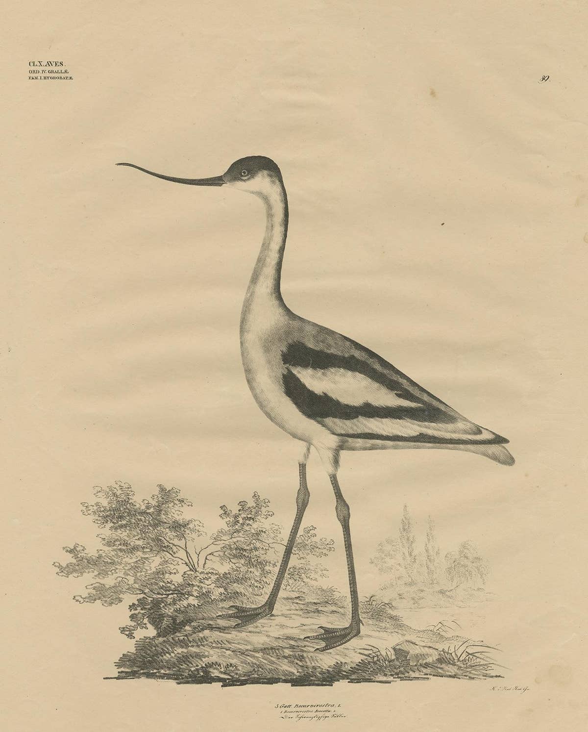 Antique Bird Print of the Pied Avocet by Goldfuss, circa 1824