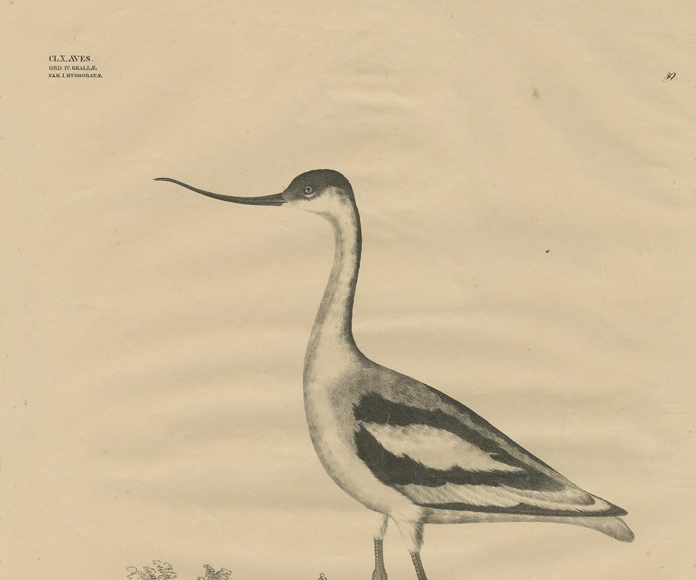 Antique Bird Print of the Pied Avocet by Goldfuss, circa 1824 In Fair Condition For Sale In Langweer, NL