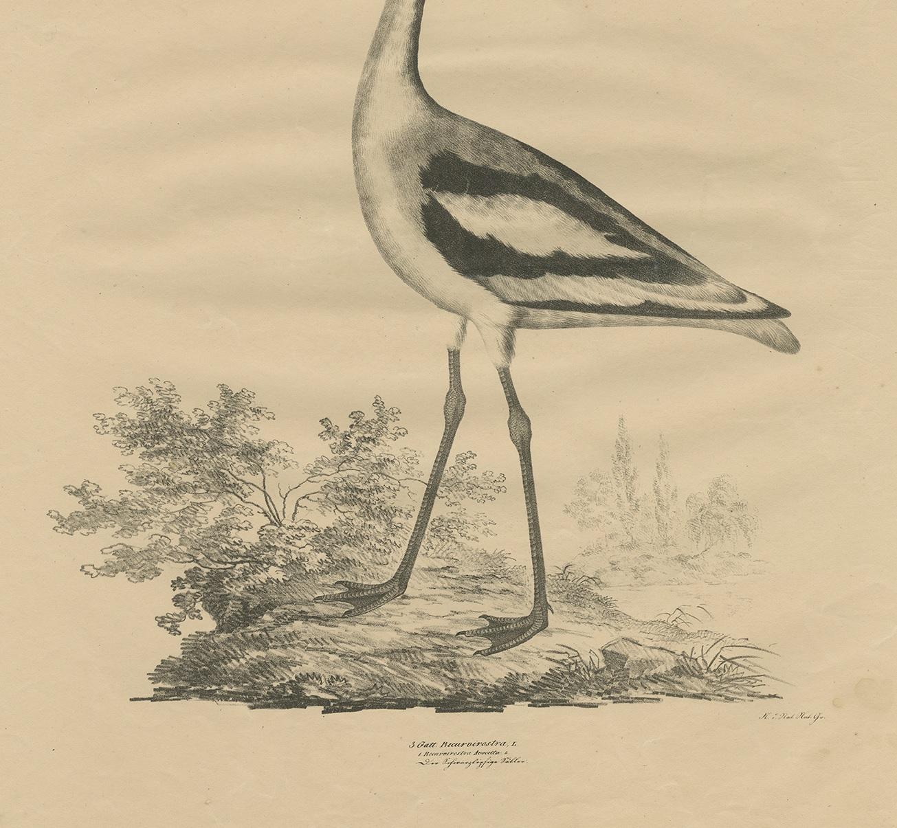 19th Century Antique Bird Print of the Pied Avocet by Goldfuss, circa 1824 For Sale