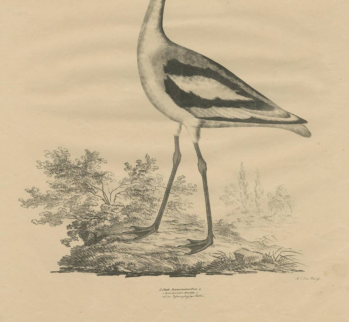 Antique Bird Print of the Pied Avocet by Goldfuss, circa 1824
