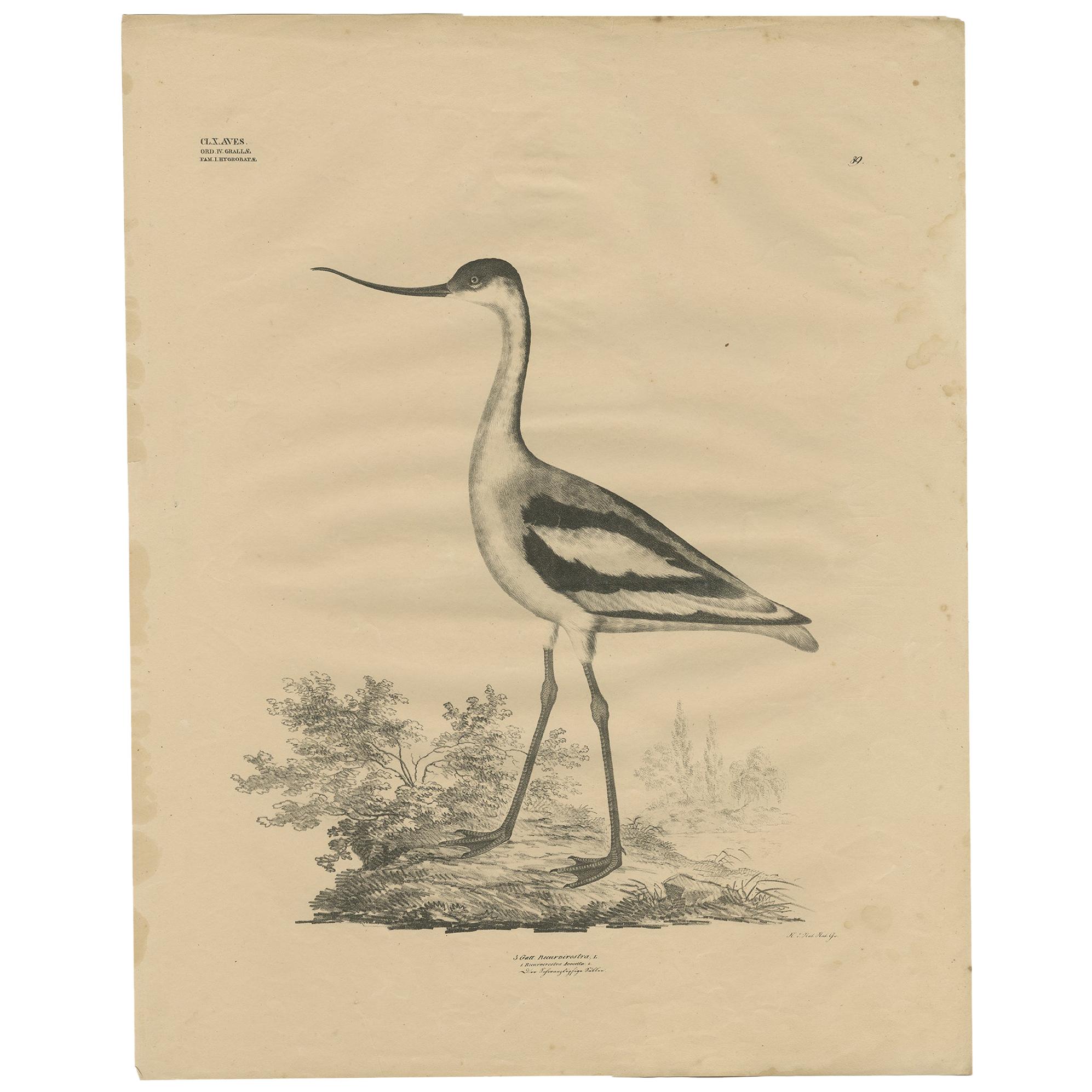 Antique Bird Print of the Pied Avocet by Goldfuss, circa 1824 For Sale