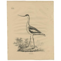 Antique Bird Print of the Pied Avocet by Goldfuss, circa 1824