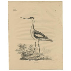 Stampa antica dell'Avocetta di Goldfuss, 1824 ca.