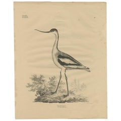 Gravure ancienne de l'Avocette pie par Goldfuss, circa 1824