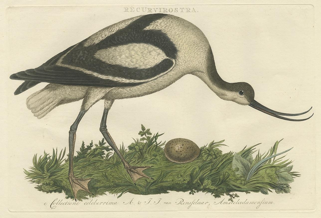 Antique print titled ‘Recurvirostra’. This print depicts the pied avocet (Dutch: kluut). This print originates from 'Nederlandsche Vogelen; volgens hunne huisdouding, aert, en eigenschappen beschreeven