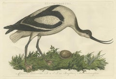 Antique Bird Print of the Pied Avocet by Sepp & Nozeman, 1770