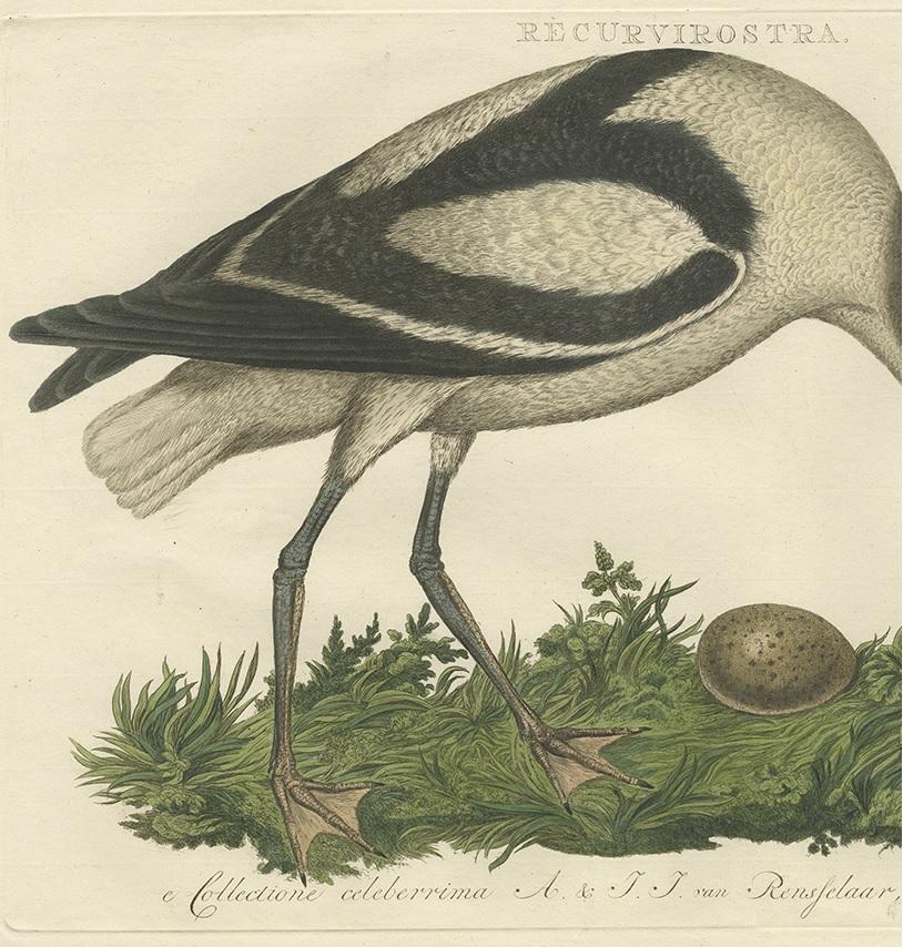 Dutch Antique Bird Print of the Pied Avocet by Sepp & Nozeman, 1770 For Sale