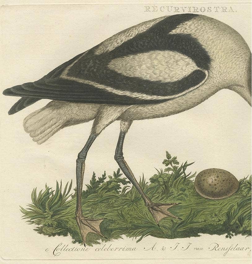 Recurvirostra Antique Print of Pied Avocet, Ornithological Study, 1770