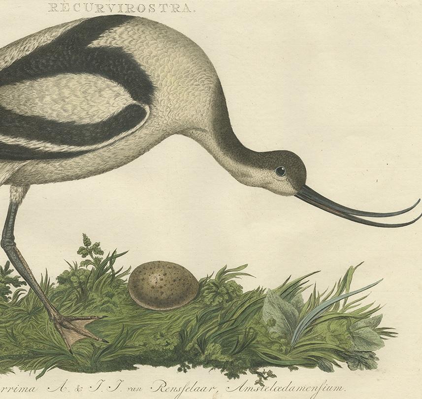 Antique Bird Print of the Pied Avocet by Sepp & Nozeman, 1770 In Good Condition For Sale In Langweer, NL