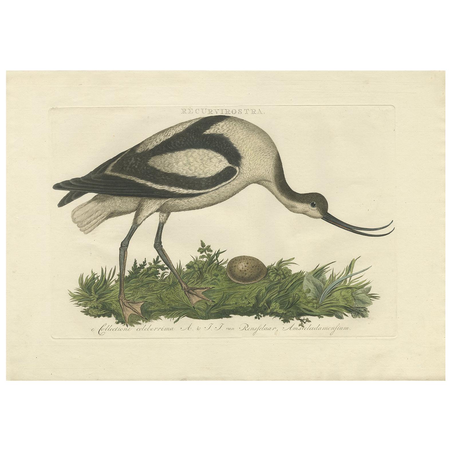 Antique Bird Print of the Pied Avocet by Sepp & Nozeman, 1770