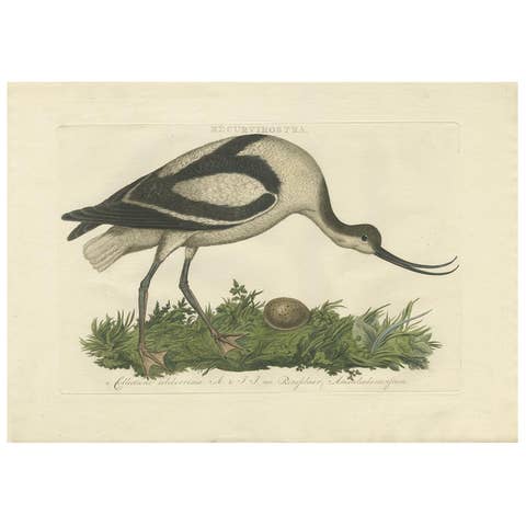 Recurvirostra Antique Print of Pied Avocet, Ornithological Study, 1770