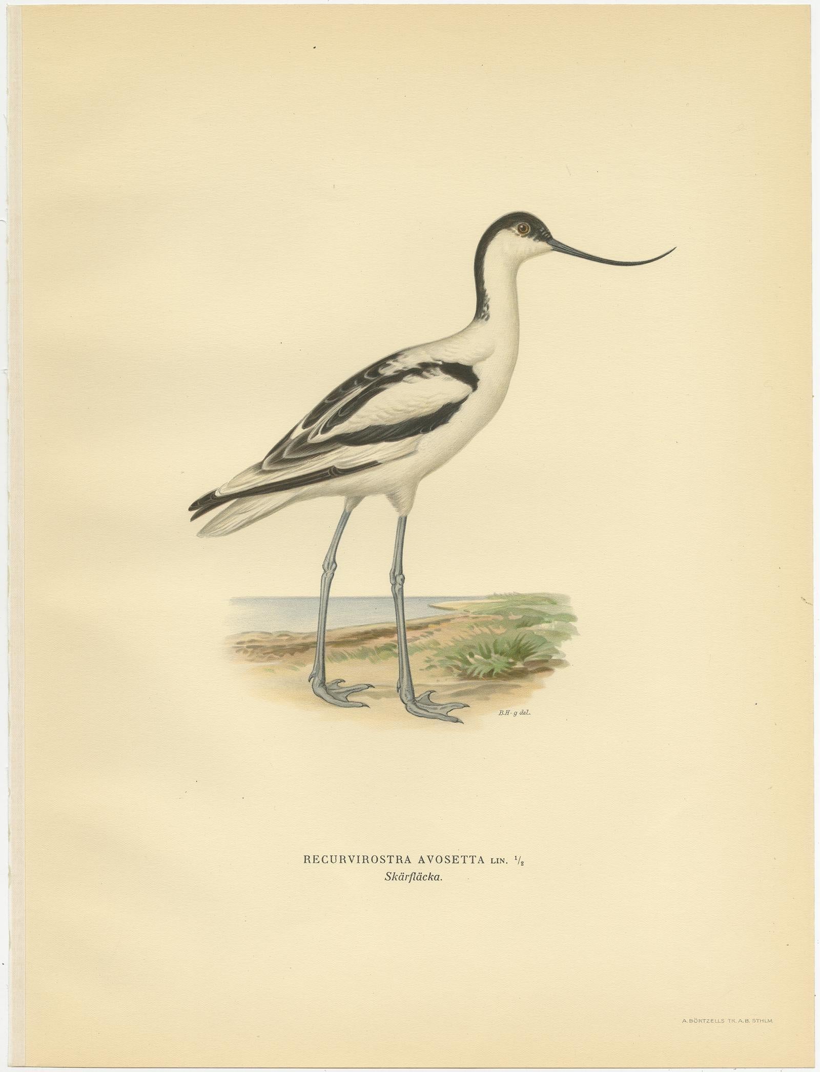 Antique bird print titled 'Recurvirostra Avosetta'. Old bird print depicting the pied avocet. This print originates from 'Svenska Foglar Efter Naturen Och Pa Stenritade' by Magnus von Wright.