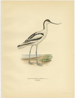 Stampa antica di uccelli dell'Avocetta di Von Wright del 1929