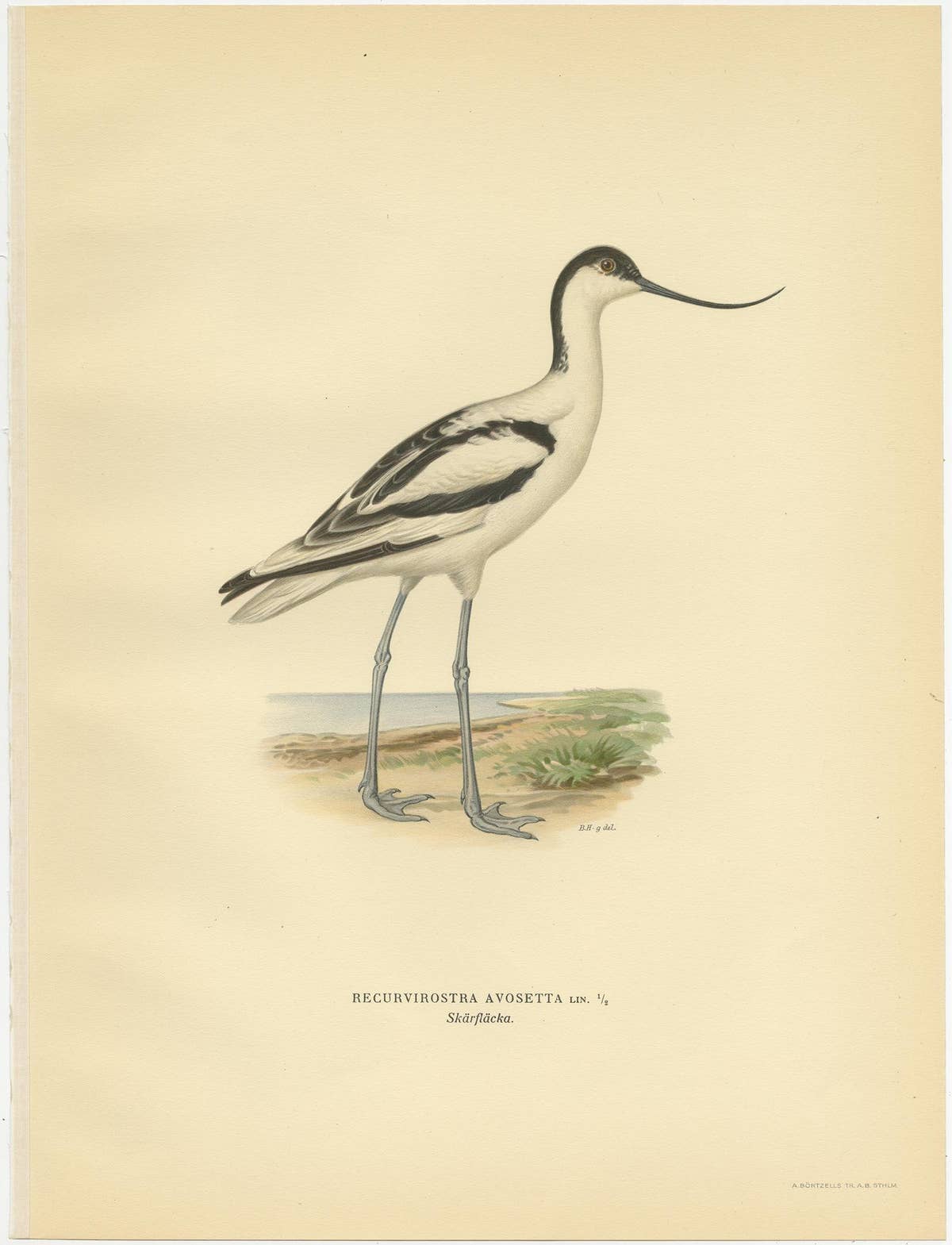 Antique Bird Print of the Pied Avocet by Von Wright '1929'