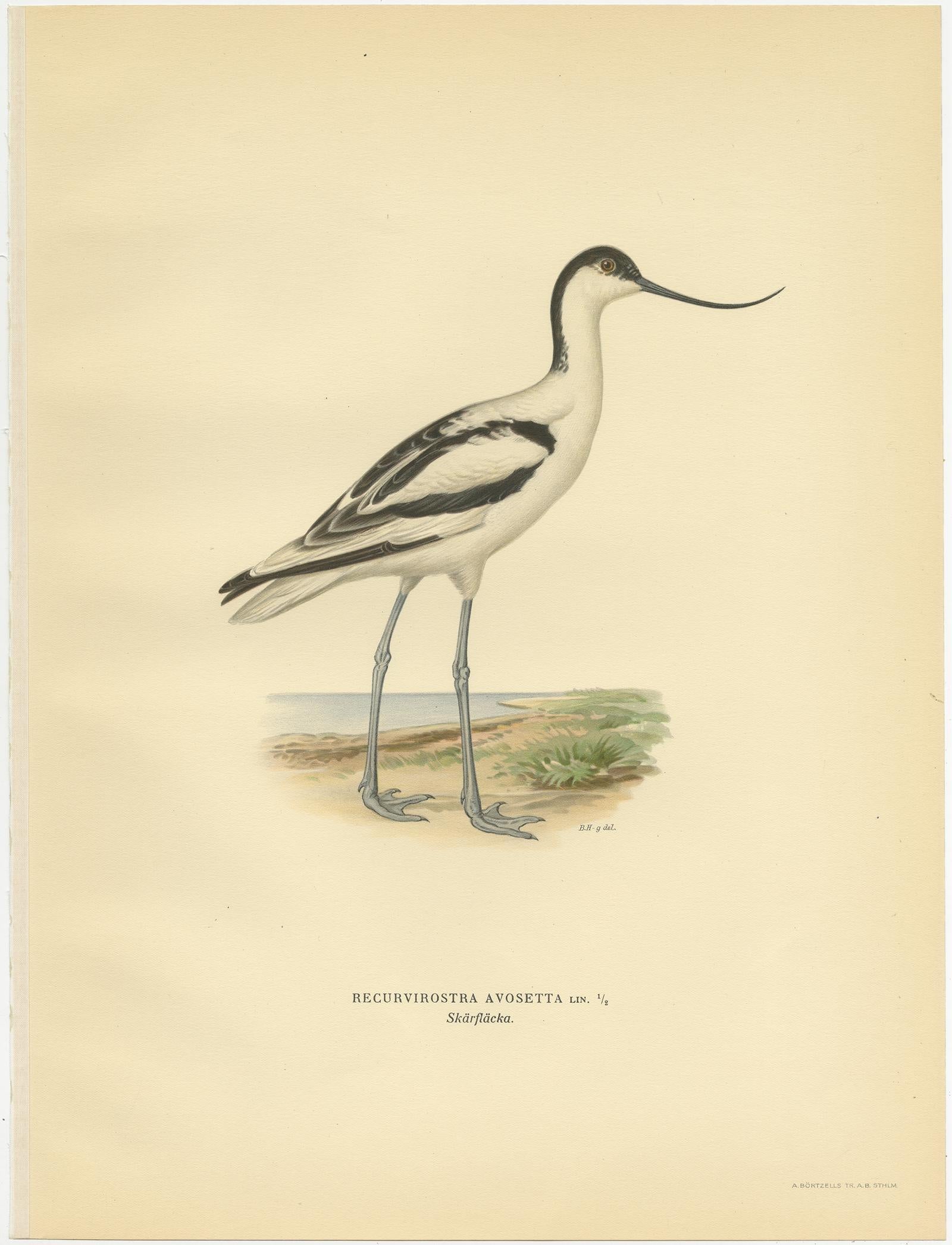 20ième siècle Impression oiseau ancienne de l'avocat à tarte par Von Wright (1929) en vente
