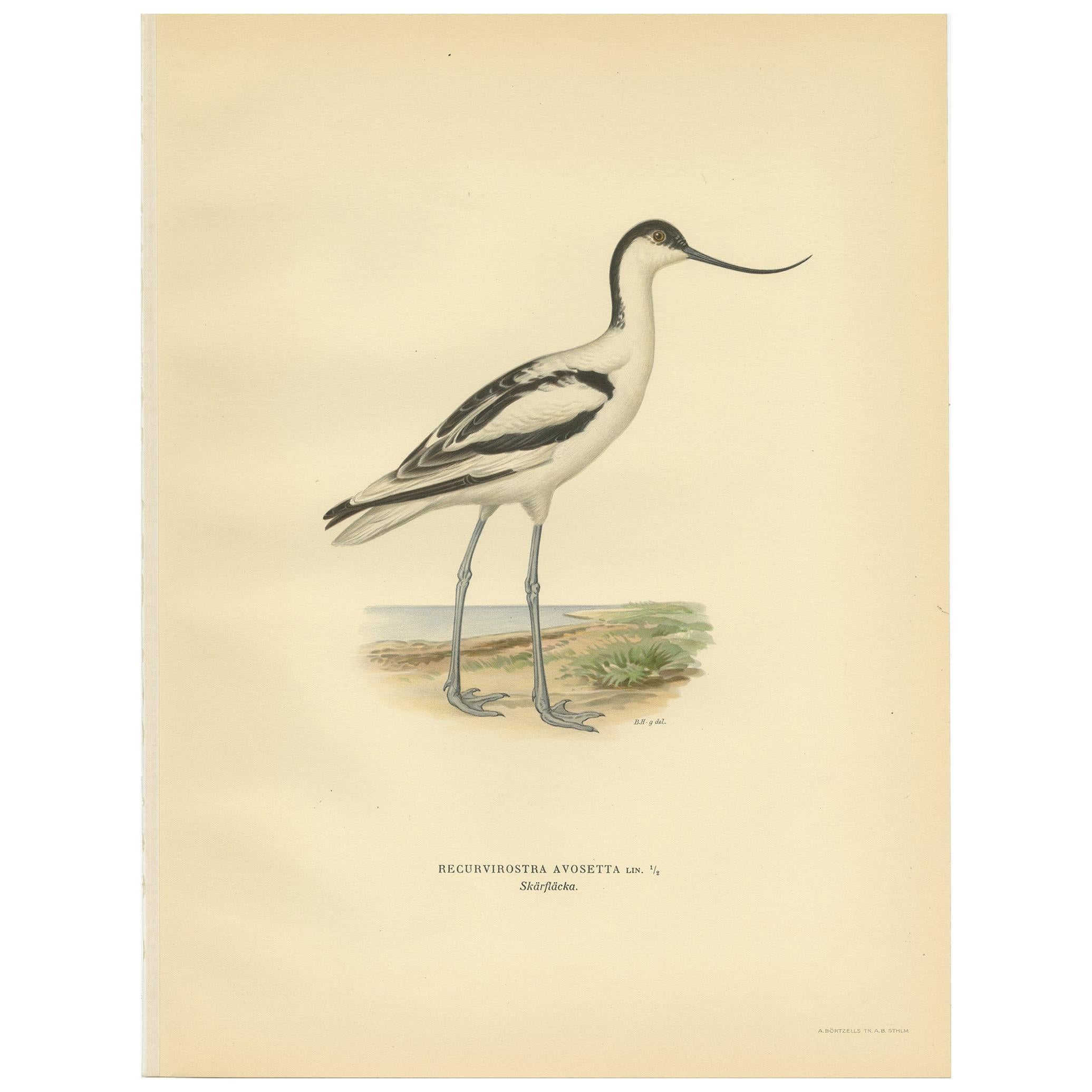 Antique Bird Print of the Pied Avocet by Von Wright '1929' For Sale