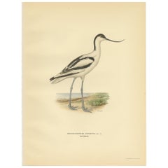 Antique Bird Print of the Pied Avocet by Von Wright '1929'