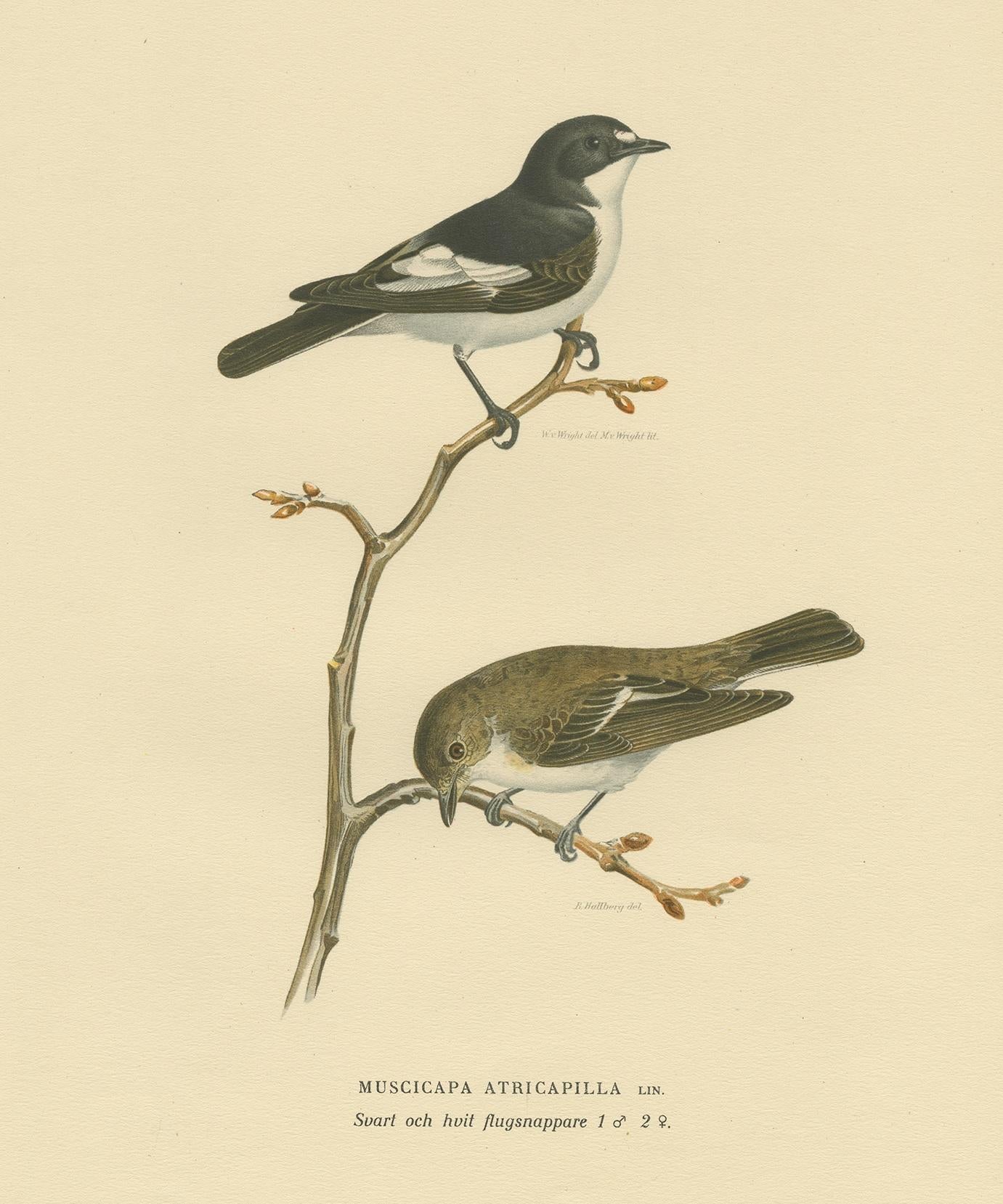 Antique bird print titled 'Muscicapa Atricapilla'. Old bird print depicting the Pied Flycatcher. This print originates from 'Svenska Foglar Efter Naturen Och Pa Stenritade' by Magnus von Wright.