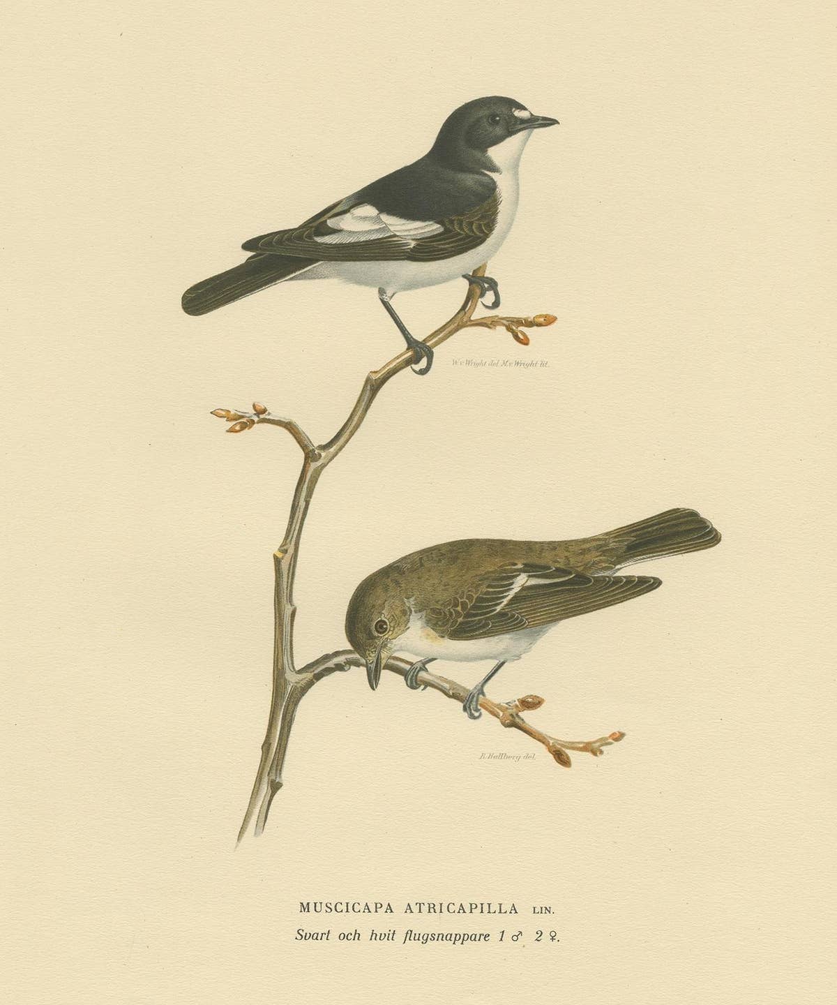 Antique Bird Print of the Pied Flycatcher by Von Wright '1927'