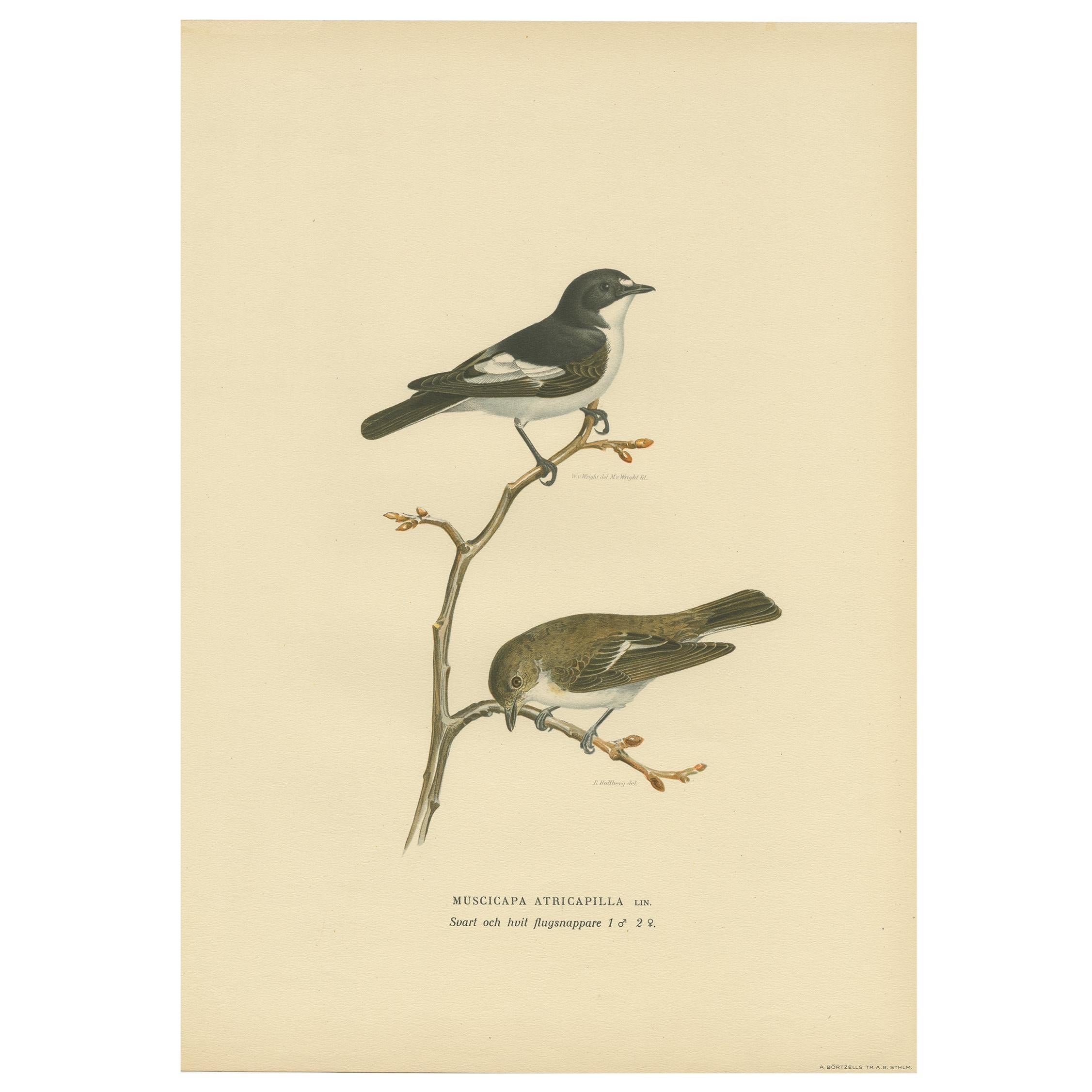Antique Bird Print of the Pied Flycatcher by Von Wright '1927'