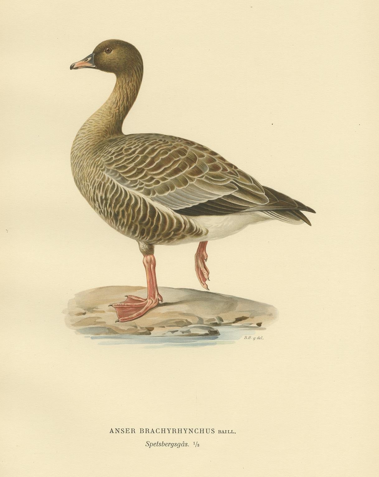 Antique Bird Print of the Pink-Footed Goose by Von Wright '1929' In Good Condition For Sale In Langweer, NL