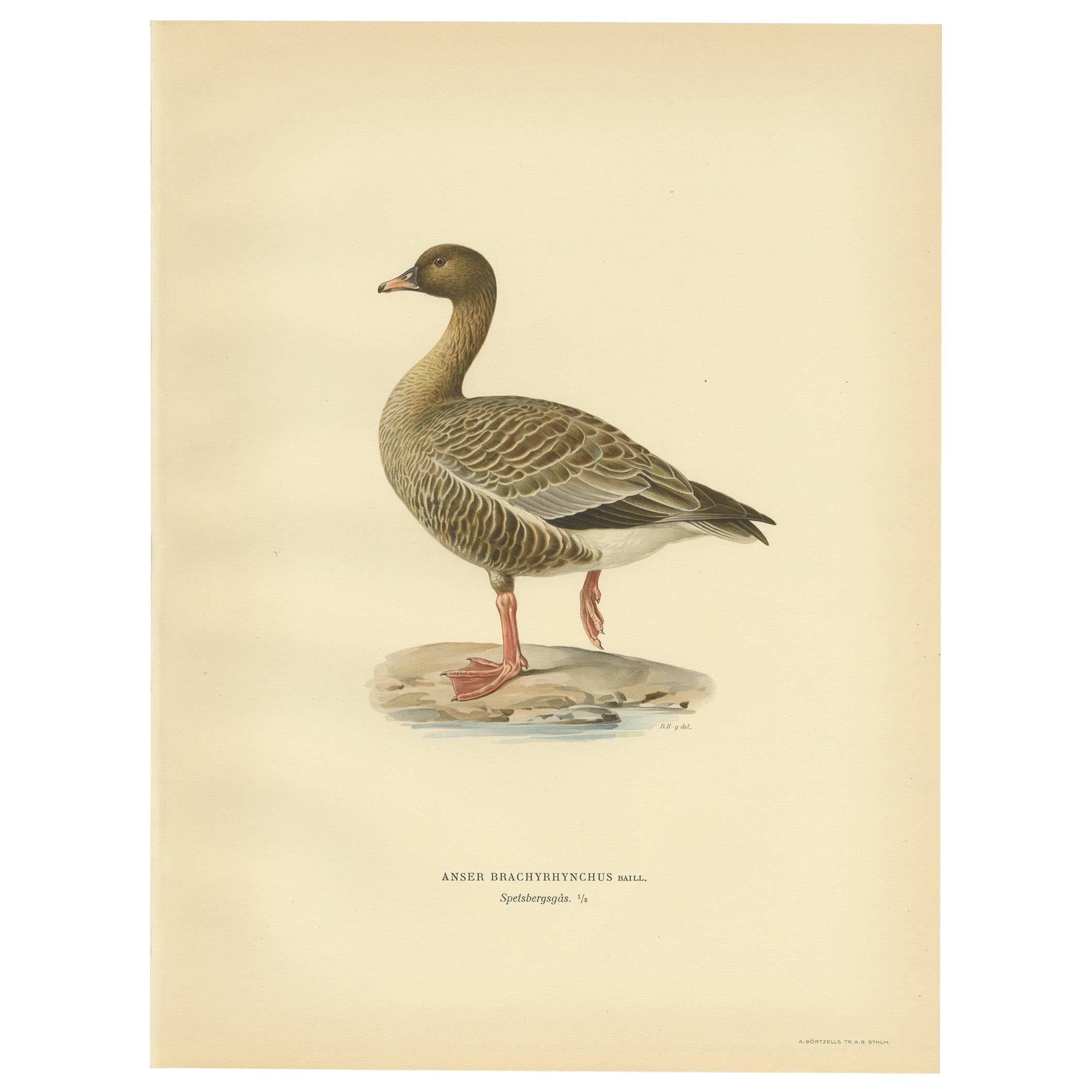 Antique Bird Print of the Pink-Footed Goose by Von Wright '1929' For Sale