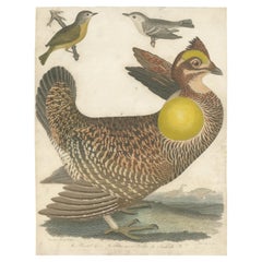 Antiker antiker Vogeldruck der verschnörkelten Grouse und Krüge von Wilson, um 1820