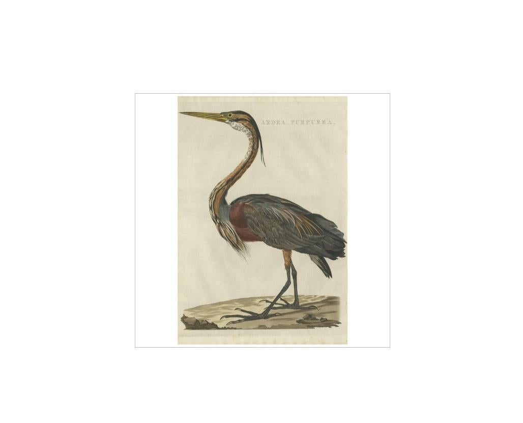 Antique print titled 'Ardea Purpurea'. The purple heron (Ardea purpurea) is a wide-ranging species of wading bird in the heron family, Ardeidae. The scientific name comes from Latin ardea 