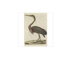 Antique Bird Print of the Purple Heron by Sepp & Nozeman, 1809