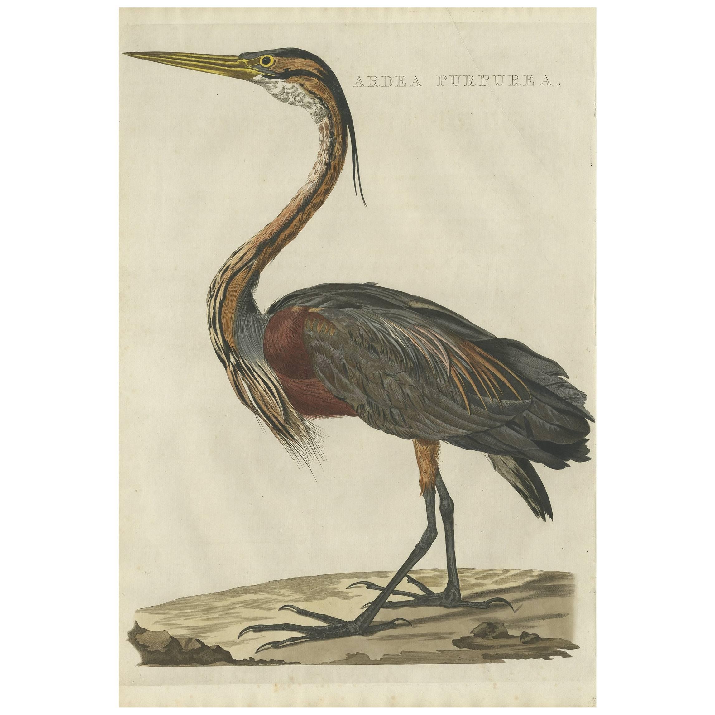 Antiker antiker Vogeldruck des lila Herons von Sepp & Nozeman, 1809 im Angebot