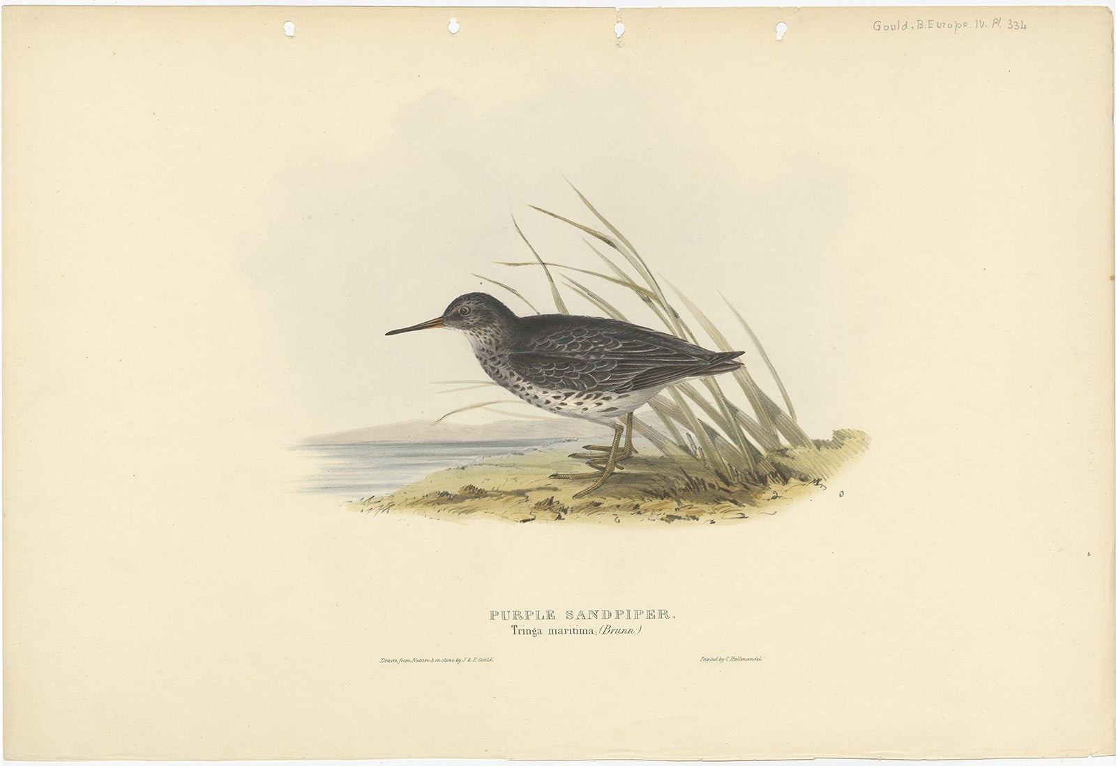 Antique bird print titled 'Purple Sandpiper'. Old bird print depicting the purple sandpiper. This print originates from 'Birds of Europe' by J. Gould (1832-1837). 

Artists and Engravers: John Gould (1804 - 1881) was an English ornithologist and