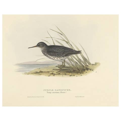 Antique Bird Print of the Purple Sandpiper by Gould, 1832