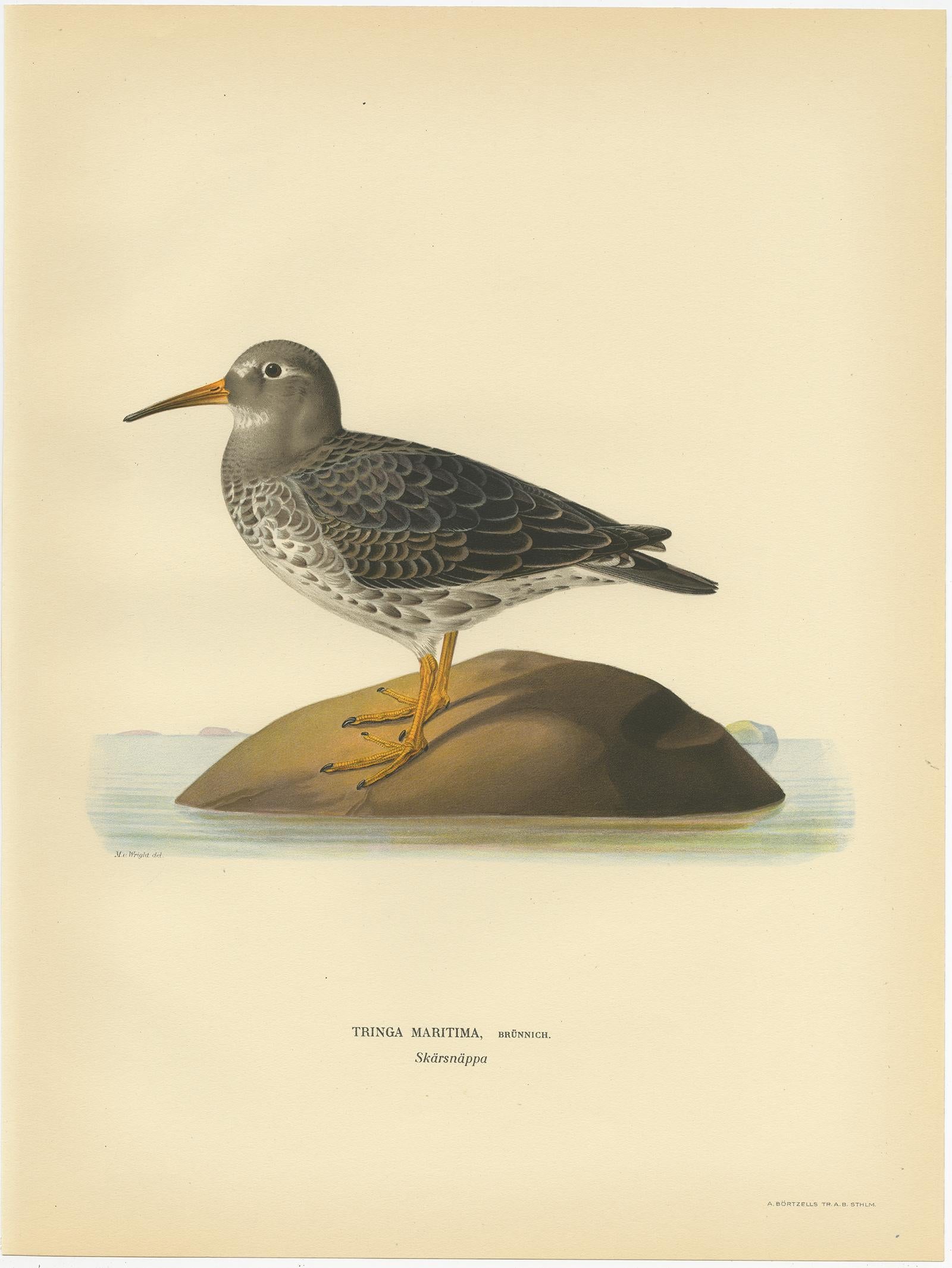 Antique Bird Print of the Purple Sandpiper by Von Wright, 1929 In Good Condition For Sale In Langweer, NL