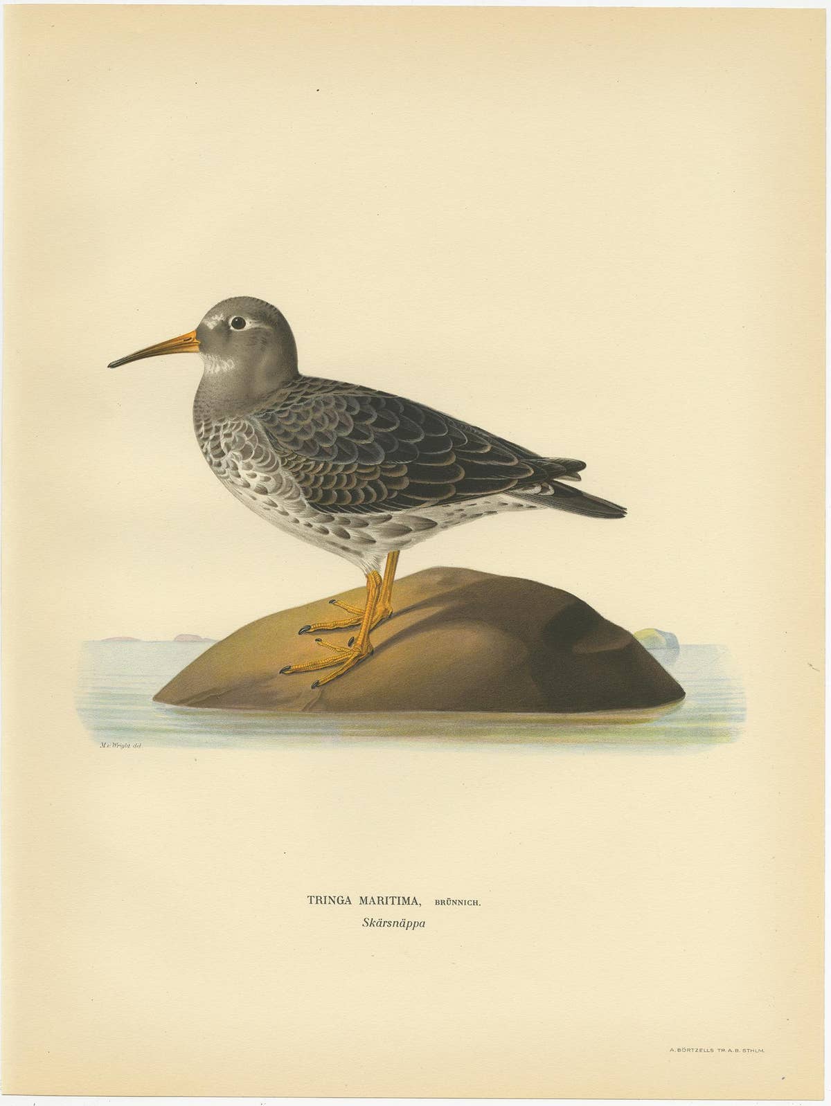 Antique Bird Print of the Purple Sandpiper by Von Wright, 1929